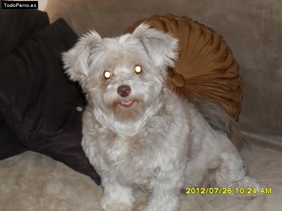 La foto del perro