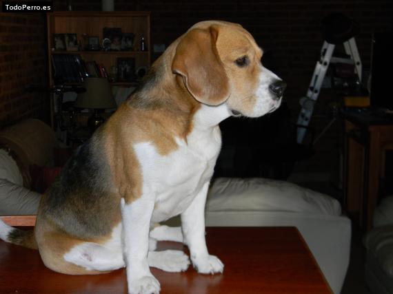 La foto del perro