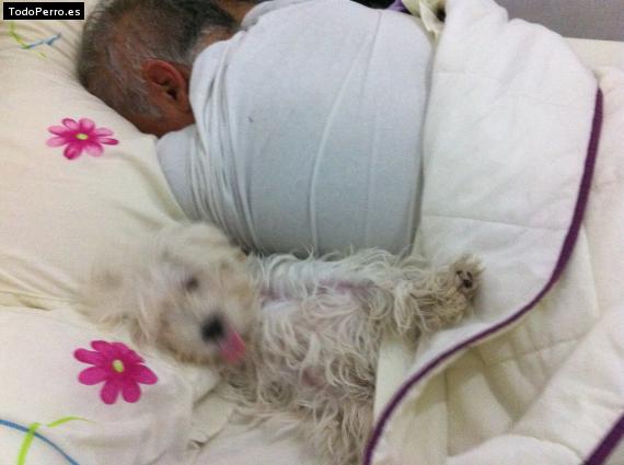 La foto del perro