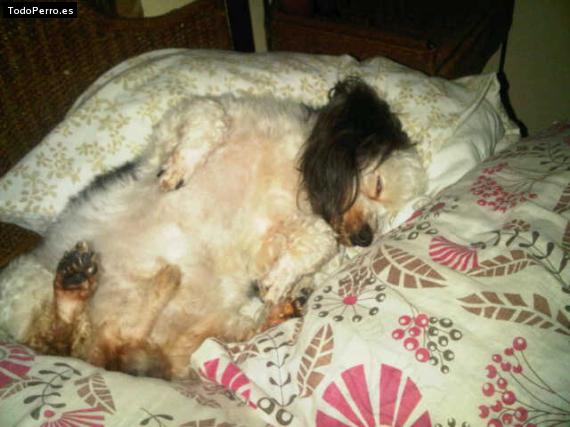 La foto del perro