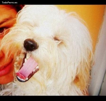 La foto del perro