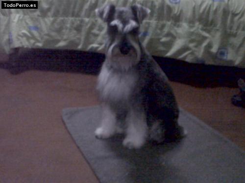 La foto del perro
