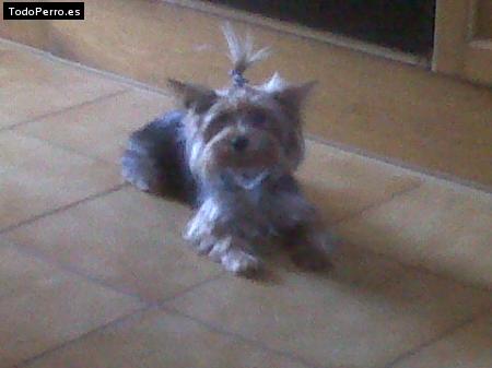 La foto del perro