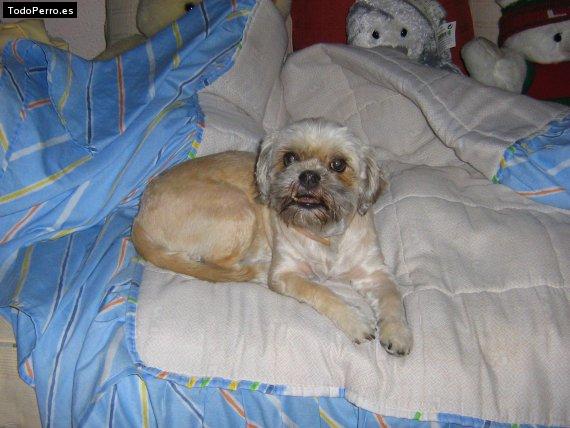La foto del perro