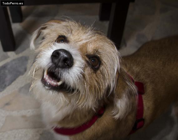 La foto del perro