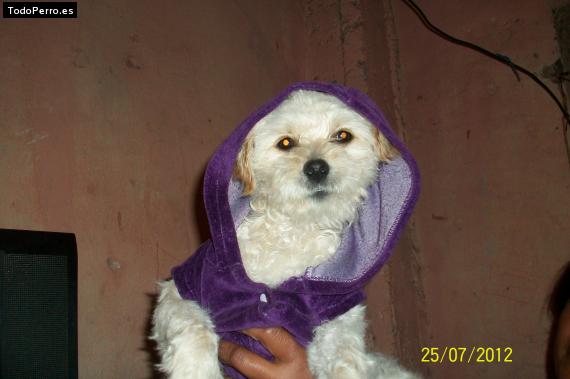 La foto del perro