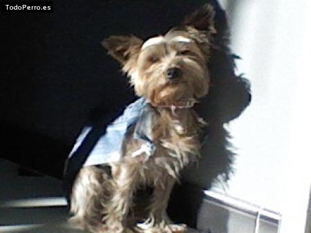 La foto del perro