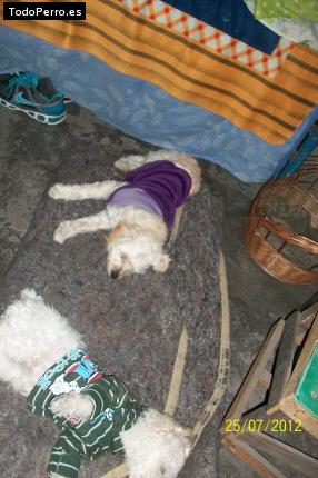 La foto del perro
