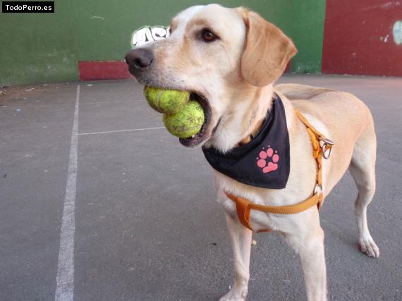 La foto del perro