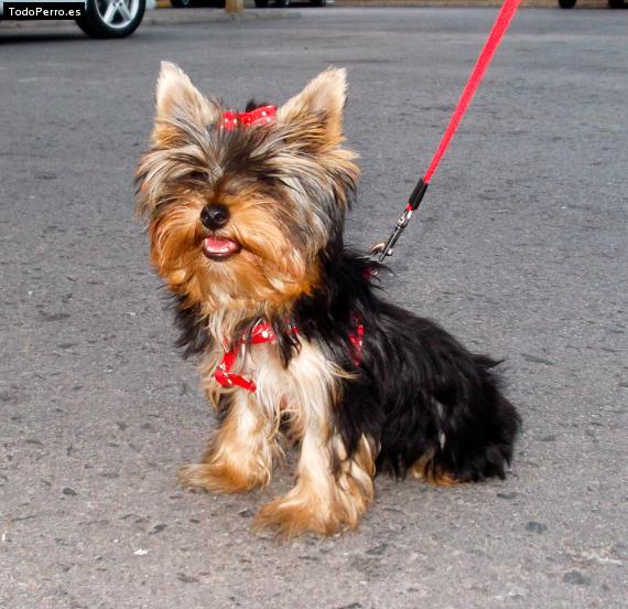 La foto del perro