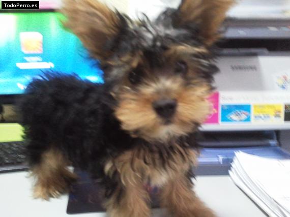 La foto del perro