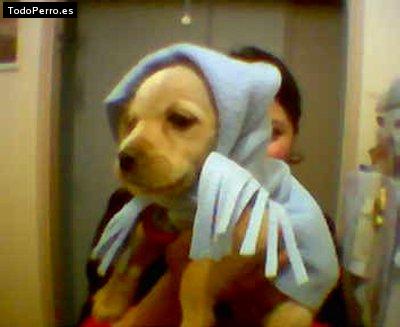 La foto del perro