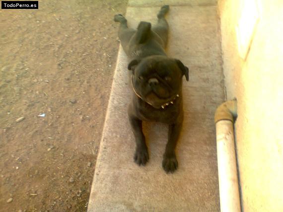 La foto del perro