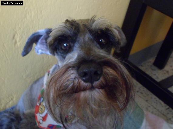La foto del perro