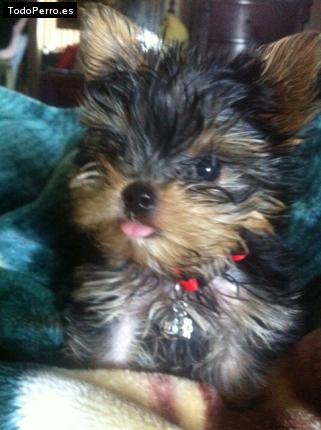 Foto del perro Pinki