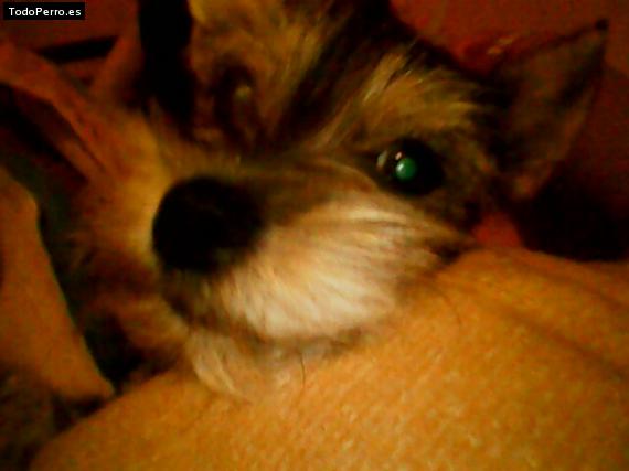 La foto del perro