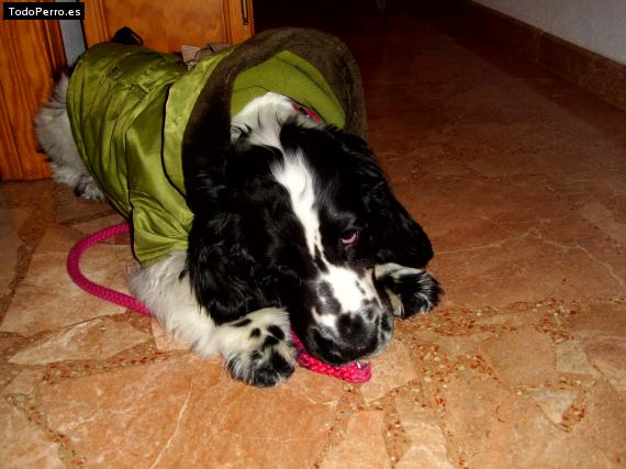 La foto del perro