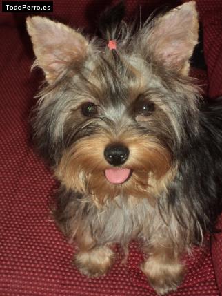 La foto del perro