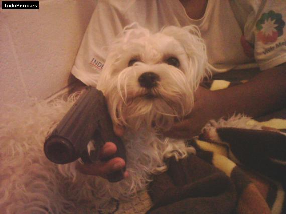 La foto del perro