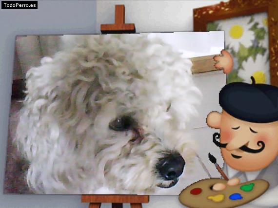 La foto del perro