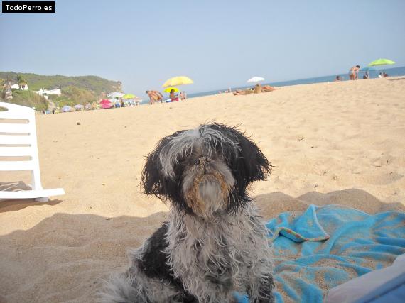 La foto del perro