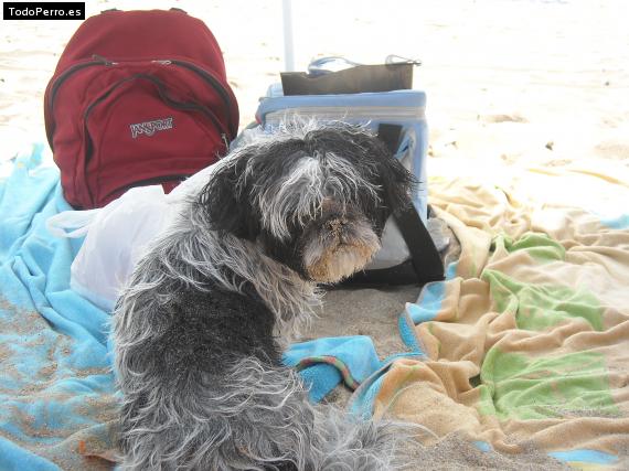 La foto del perro