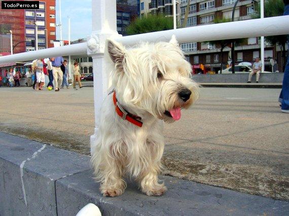 La foto del perro