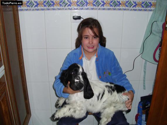 La foto del perro