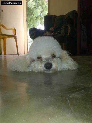 La foto del perro