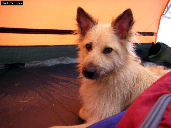 Foto del perro Mazapan