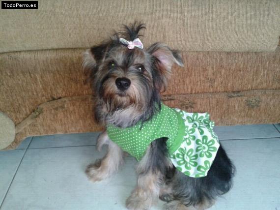 La foto del perro