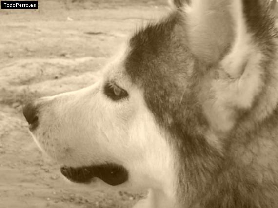 La foto del perro