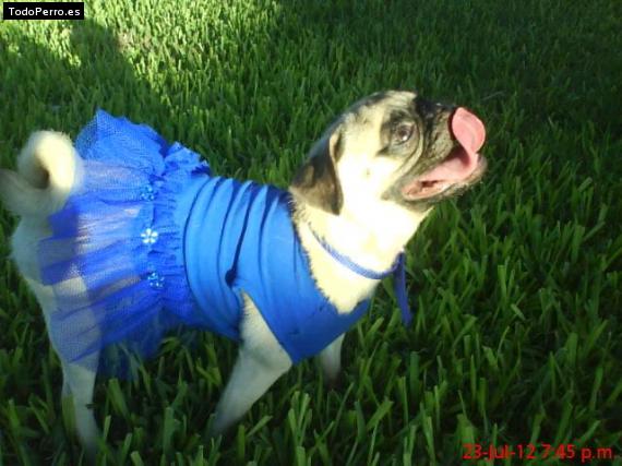La foto del perro