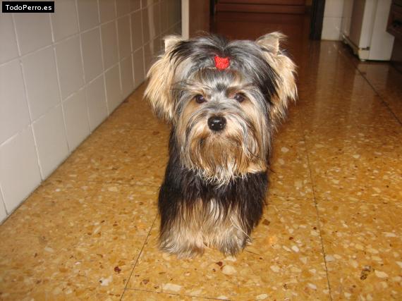 La foto del perro
