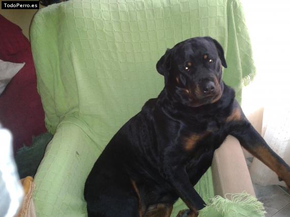 La foto del perro