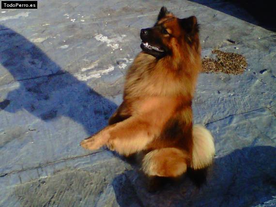 La foto del perro