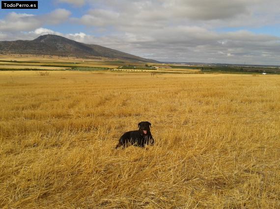 La foto del perro