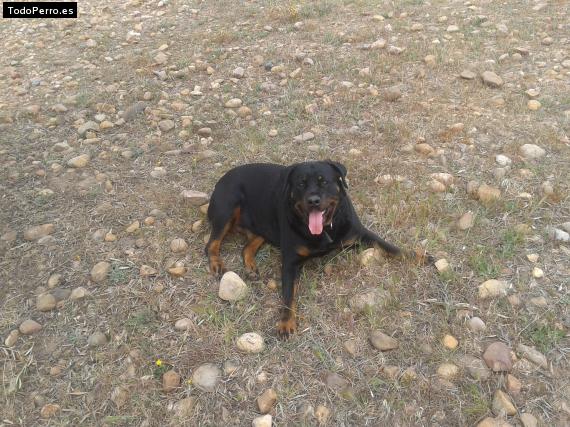 La foto del perro