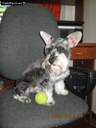 La foto del perro
