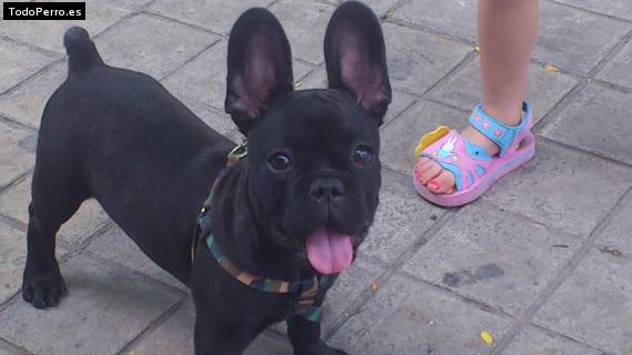 La foto del perro