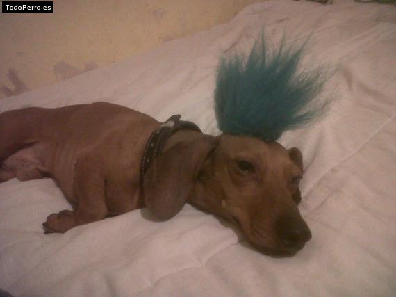 La foto del perro