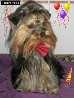 La foto del perro