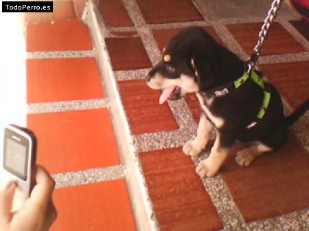 La foto del perro