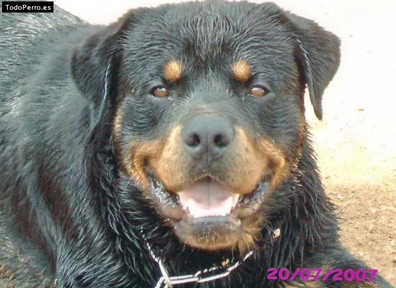 La foto del perro