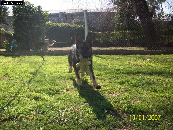 La foto del perro