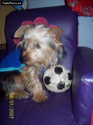 La foto del perro