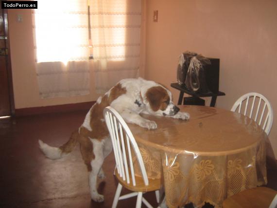 La foto del perro