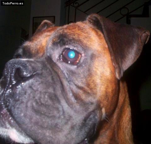 Foto del perro Tango