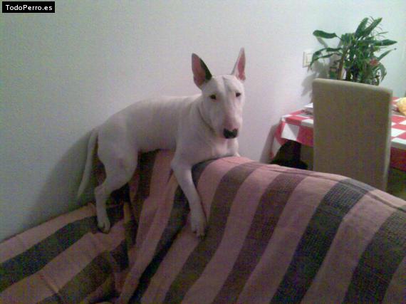La foto del perro