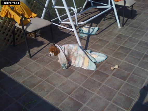 La foto del perro
